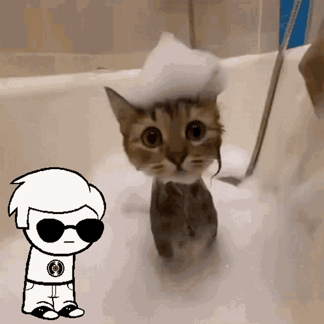 Soggy Cat Cat GIF