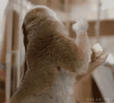 a close up of a koala eating a banana on its hind legs