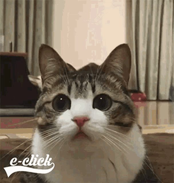 Eclick Cat GIF - Eclick Cat Funny GIFs