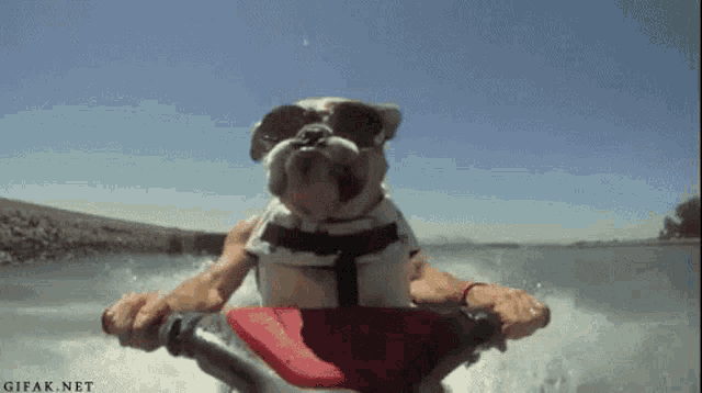 a dog wearing sunglasses is riding a jet ski on a lake .
