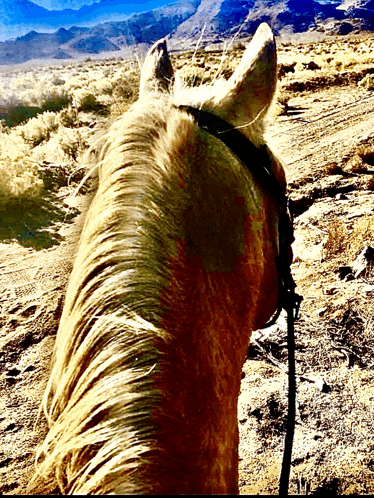 a close up of a horse 's head with mountains in the distance