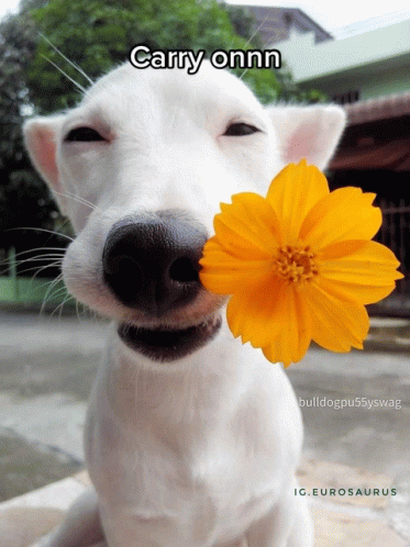 Dog Flower Adri Yes GIF - Dog Flower Adri Yes GIFs