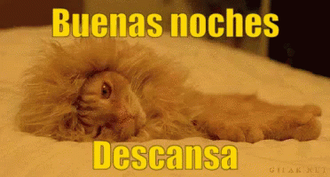 Buenas Noches Gato Leon Sueño GIF - Good Night Cat Lion GIFs