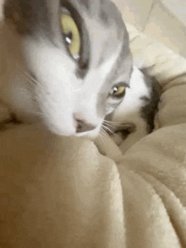 a close up of a cat laying on top of a blanket on a bed .
