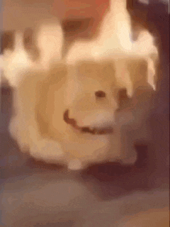 a close up of a dog 's face with smoke coming out of it 's mouth .
