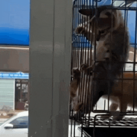 a cat is standing on its hind legs in a cage next to a window .