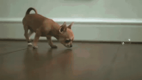 Puppy With Bubbles GIF - Slow Mo Puppy GIFs