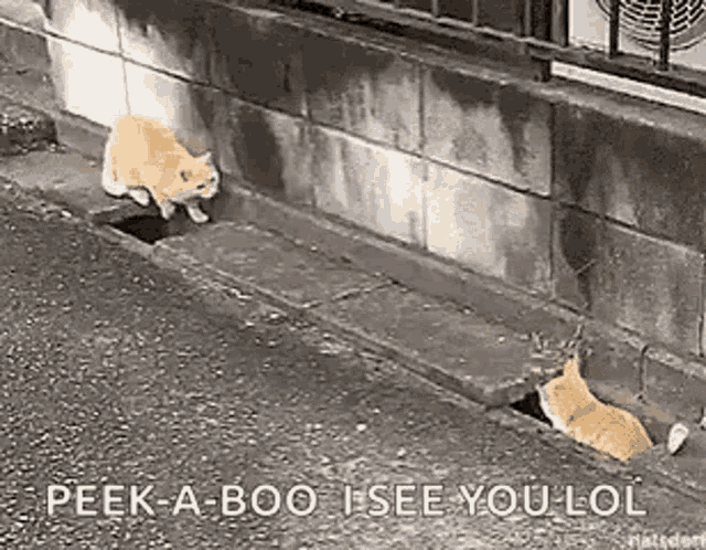 Cats Chase GIF - Cats Chase You Cant Catch Me GIFs