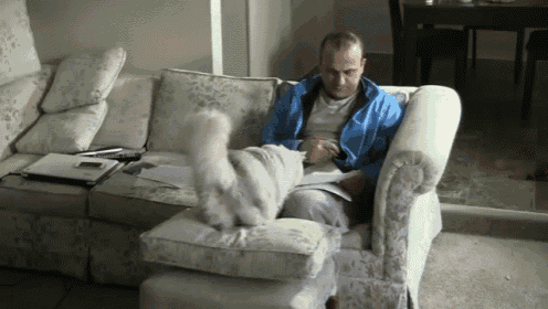 Work Is Over Play With Me GIF - Cat Annoying Irritated GIFs