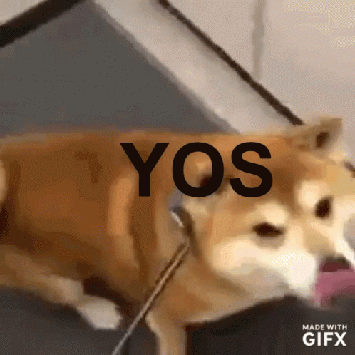 Dog Yos GIF - Dog Yos GIFs