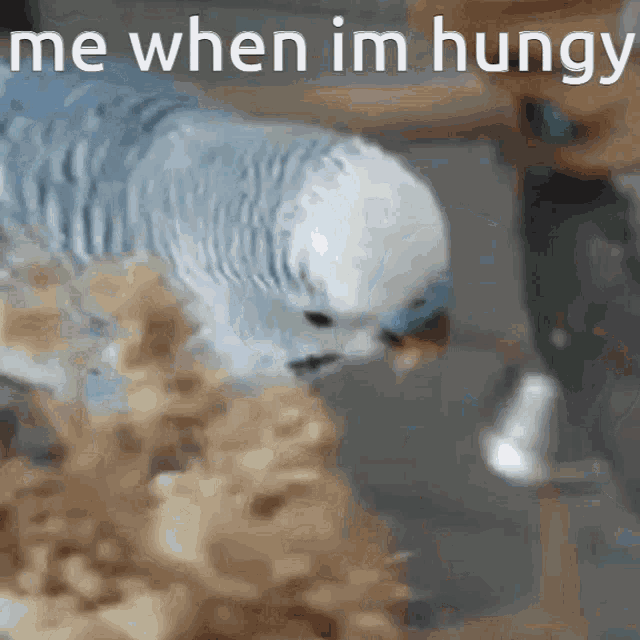 a blue and white parakeet is eating a piece of food with the words me when im hungry above it .