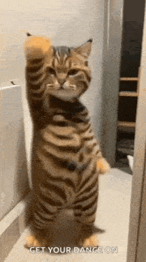 a cat is standing on its hind legs with its paw up in the air in a bathroom .