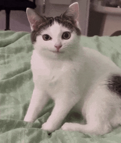 a white cat is sitting on a bed and smiling