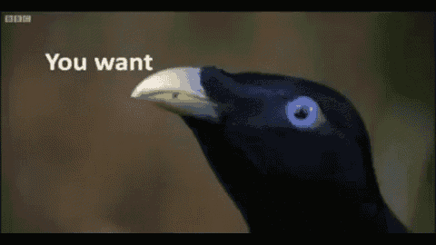 a close up of a bird with the words " you want " on the bottom