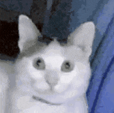 a close up of a white cat sitting on a blue couch .
