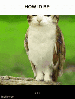 a picture of a cat that looks like an owl