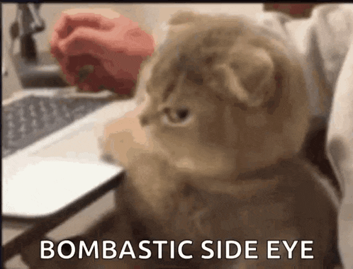 a cat is sitting in front of a laptop with the words bombastic side eye written on the bottom .