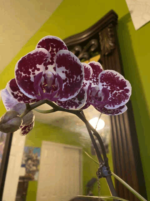 a close up of a purple and white orchid in front of a mirror