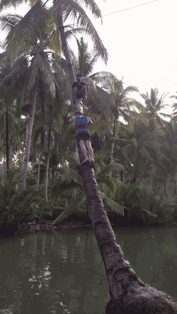 a man in a blue shirt is hanging from a palm tree
