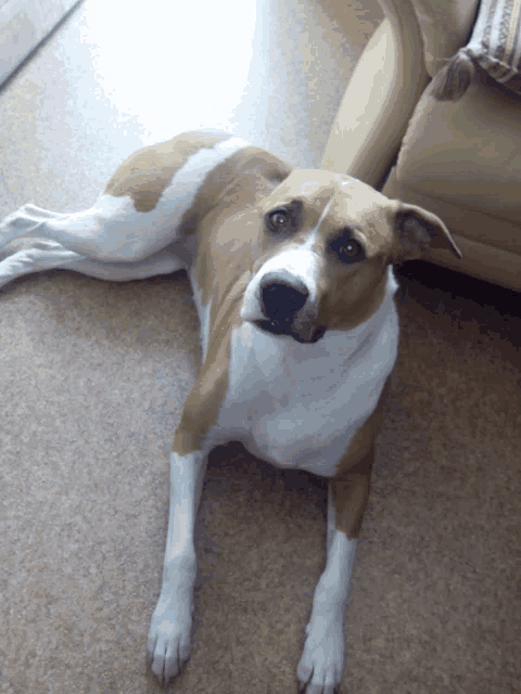 a brown and white dog is laying on the floor