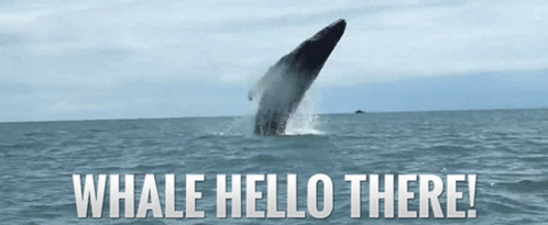 Hello There Whale GIF - Hello There Whale Dive GIFs