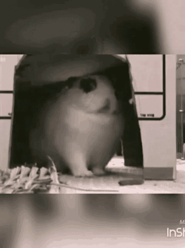 a black and white photo of a rabbit with the words inshot at the top