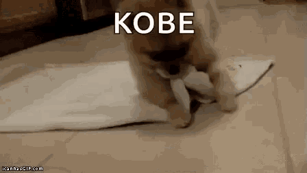 a puppy is playing with a piece of paper that says kobe on it .