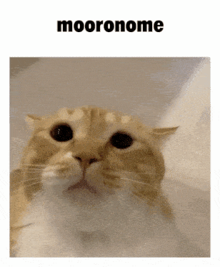 a picture of a cat with the word mooronome on the top