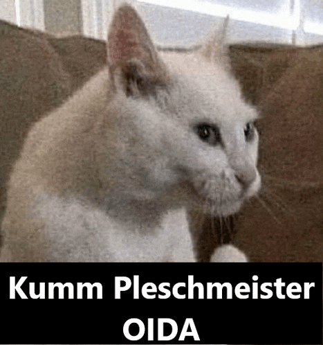 a white cat is sitting on a brown couch with the words kumm pleschmeister oida below it