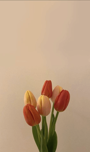 Fleurs GIF - Fleurs GIFs