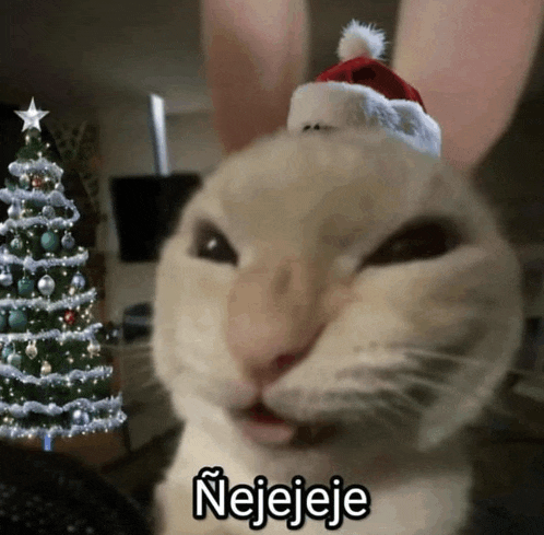 a cat wearing a santa hat says nejeje