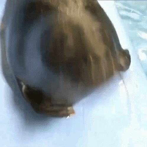 Seal Baikal Seal GIF - Seal Baikal Seal Nico GIFs