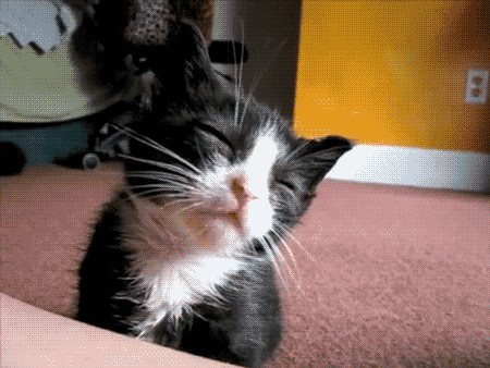 Sleepy Kitty  GIF - Nationalcatday Cats Kittens GIFs