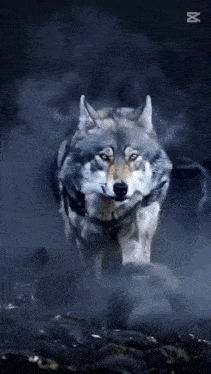 a gray wolf is running through a cloud of smoke in the dark .