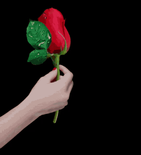 a hand is holding a red rose with the words esta flor e pra você