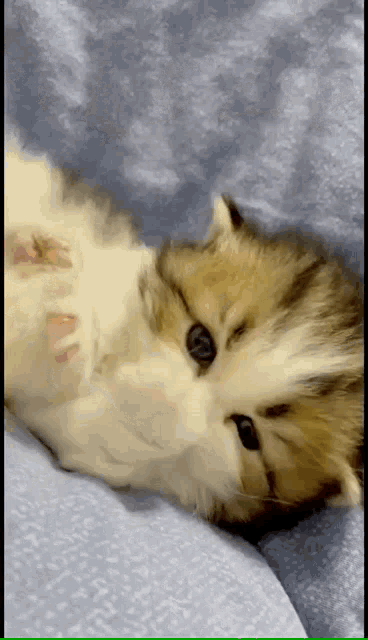 a kitten is laying on its back on a blue blanket
