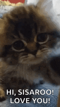 a close up of a cat with the words `` hi , sisaroo ! love you ! '' written on it .