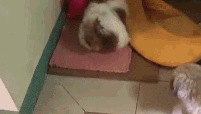 a dog is laying on a pink rug on the floor next to a cat .