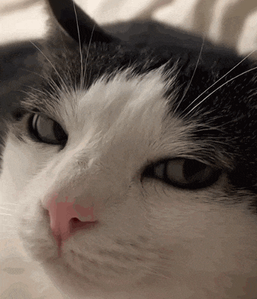 a close up of a black and white cat 's face with a pink nose