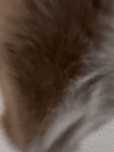 Vision Cat GIF - Vision Cat GIFs