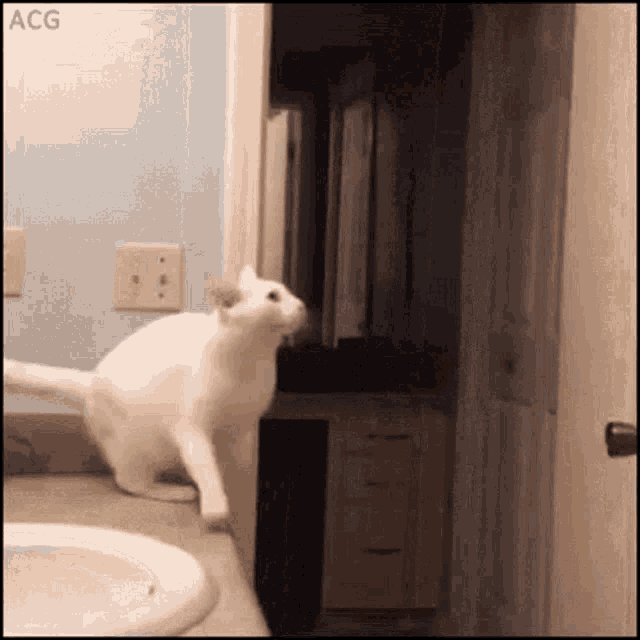 Cat Jump GIF - Cat Jump Reach It GIFs