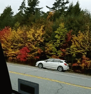 Trees Windy GIF - Trees Windy Cellphone GIFs