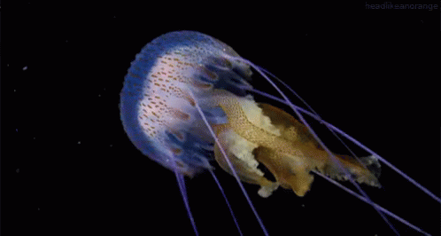 Jellyfish From Http://Headlikeanorange.Tumblr.Com/ GIF - Jellyfish GIFs