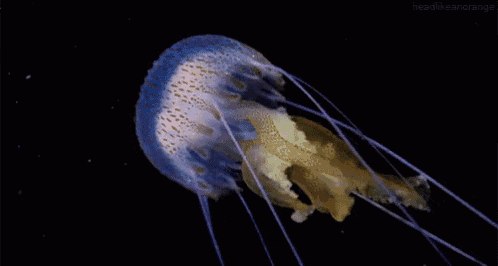 a jellyfish with purple tentacles is floating in the water .