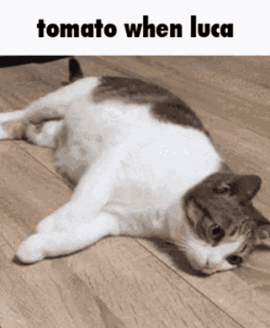a cat is laying on a wooden floor with a caption that says tomato when luca