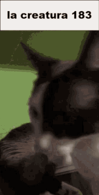 a close up of a cat with the words la creature 183 written above it