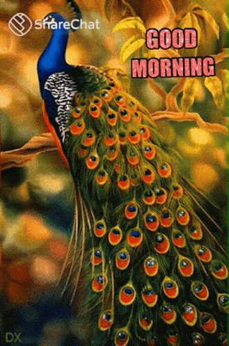 Good Morning Peacock GIF - Good Morning Peacock Feathers GIFs
