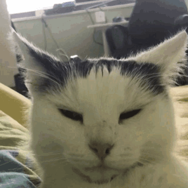 a black and white cat with its eyes closed looks at the camera