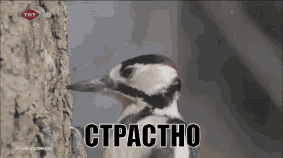 страстно дятел долбит GIF - Passionate Woodpecker Banging GIFs