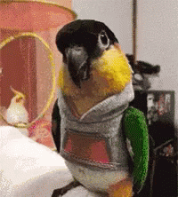 鹦鹉 可爱 乖巧 抚摸 搞怪 GIF - Parrot Cute Adorable GIFs